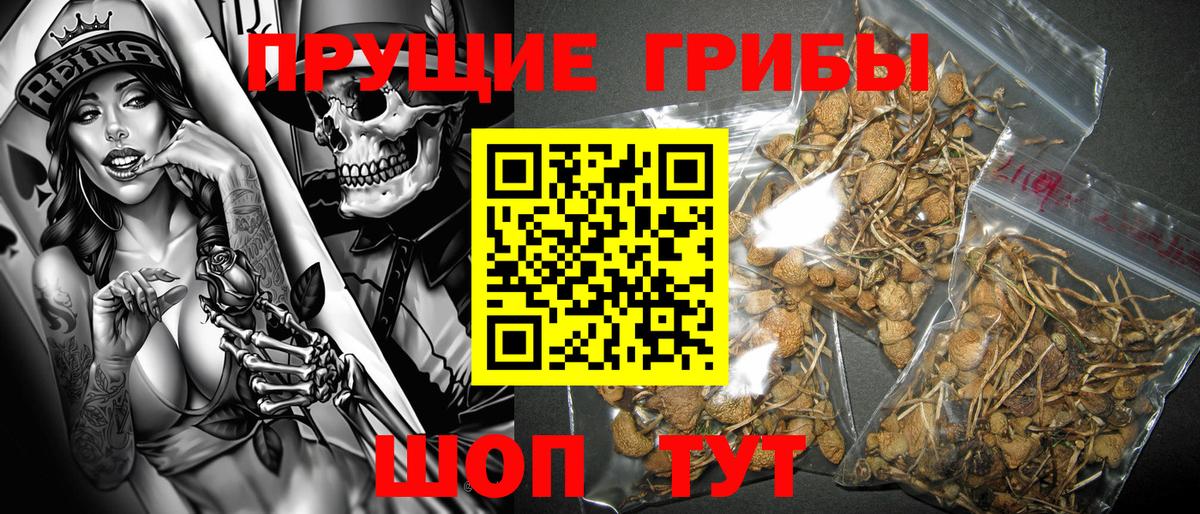 Заводоуковск  как найти закладки  Вход с VPN  Псилоцибиновые грибы Cubensis 