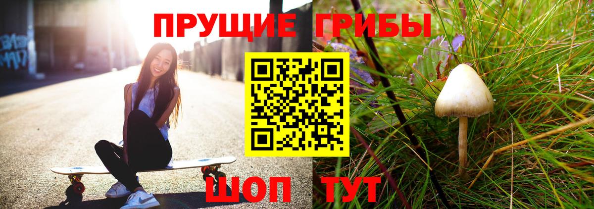 Псилоцибиновые грибы Cubensis Заводоуковск